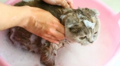 Bloch kittens šampon: užitečné doporučení k odstranění parazitů